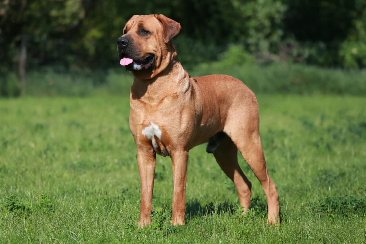 十大猛犬是哪些（世上最凶猛的10大恶犬介绍）