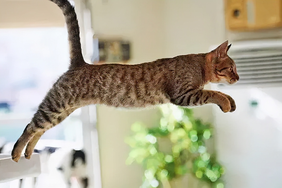 被CFA认证除名的中国狸花猫，到底有多优秀