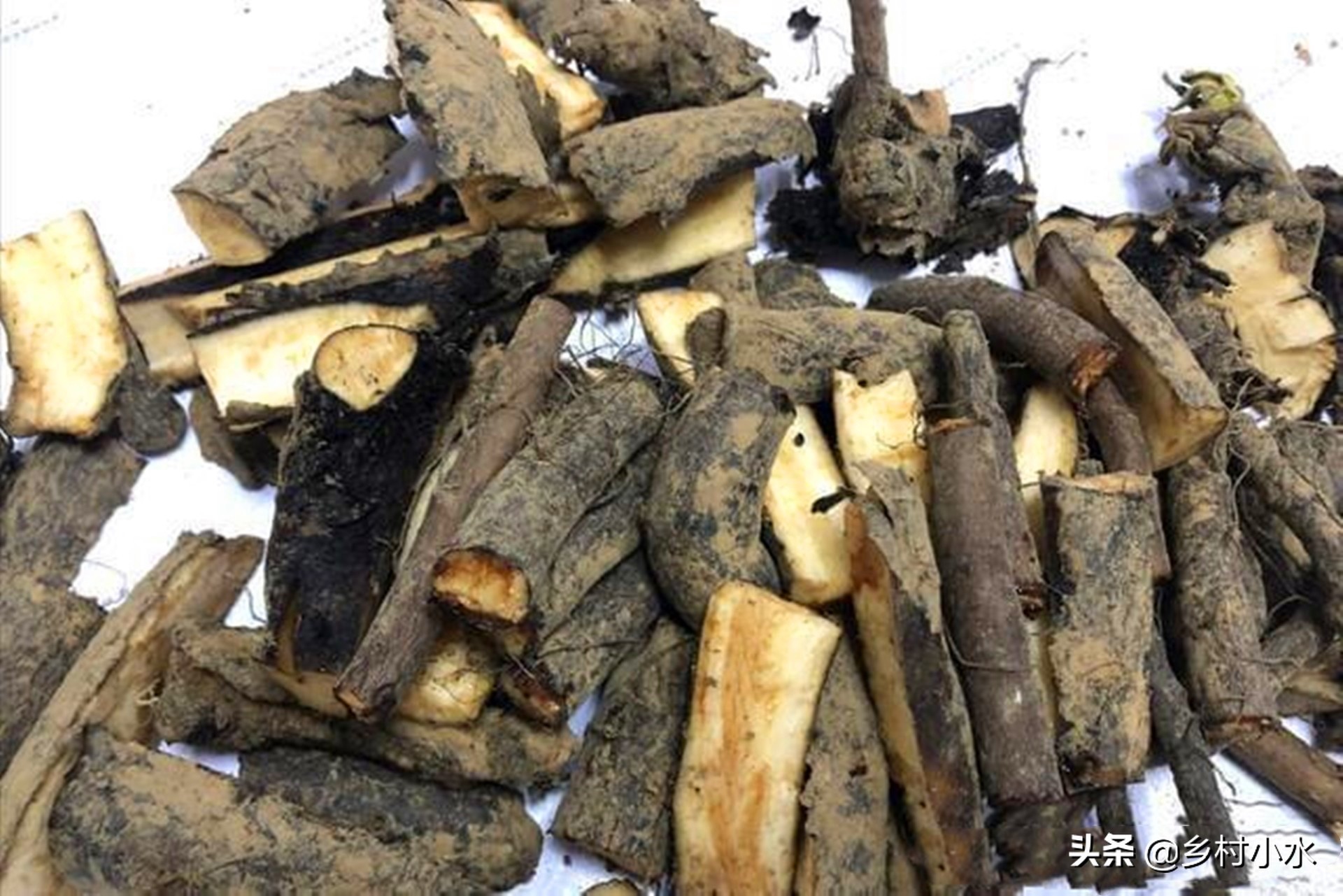 畝產(chǎn)30噸，俄羅斯飼料菜號(hào)稱“飼草之王”，種植一次可以收割10年