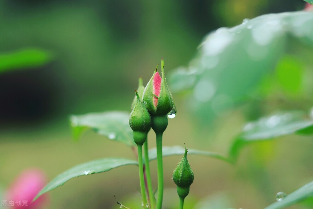 四月：梨花落，春欲晚，花事荼蘼，彼岸无期，闺中风暖，陌上草薰