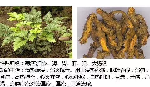 300个中草药图谱（附主治功效），知道一半就太牛了（上）