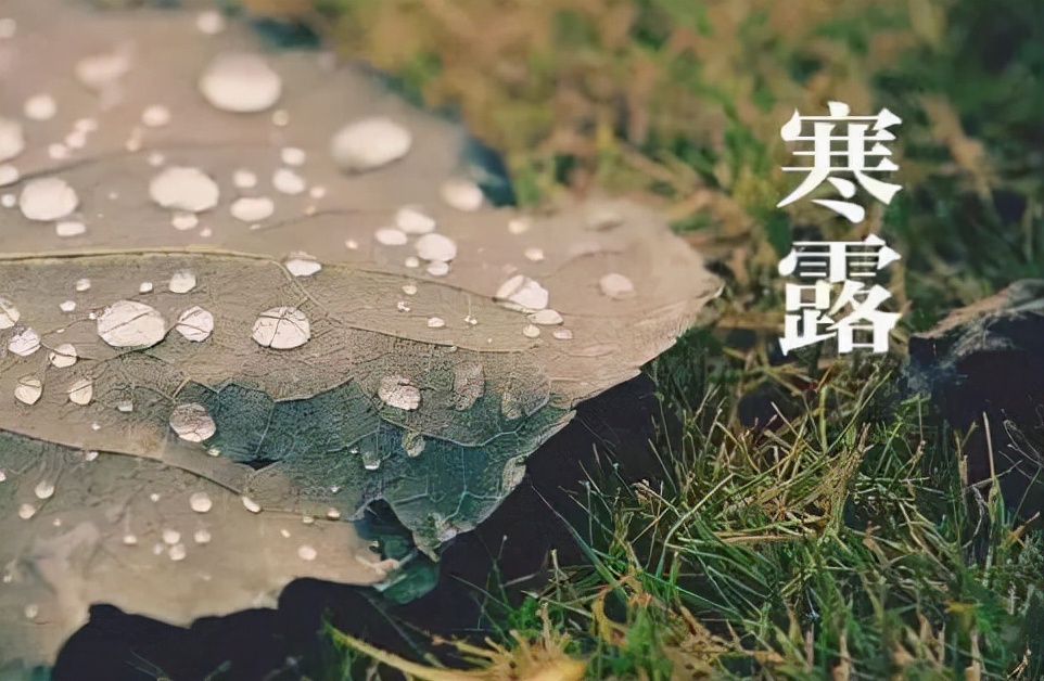 苏州青种植时间和方法（为什么昼夜温差大适合种植苏州青）