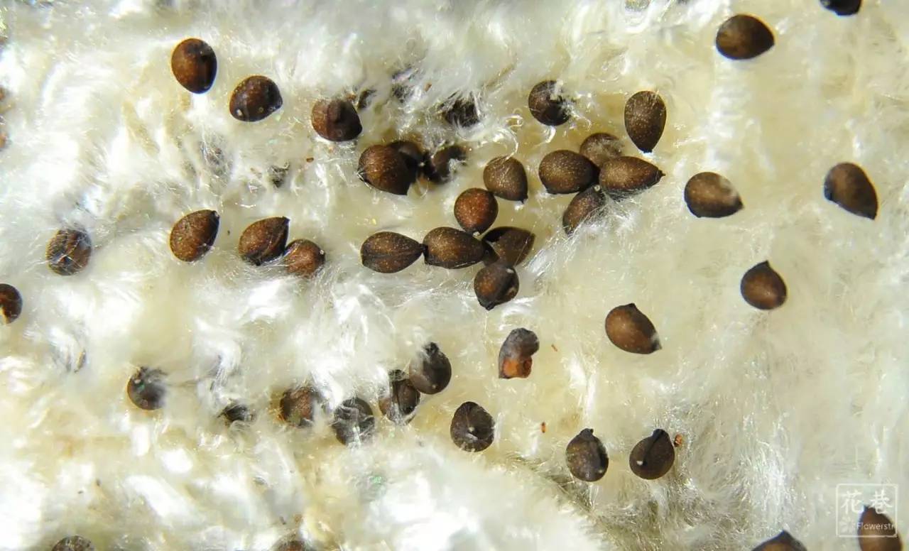 木棉花有几种颜色的花(木棉花的种类颜色大全)