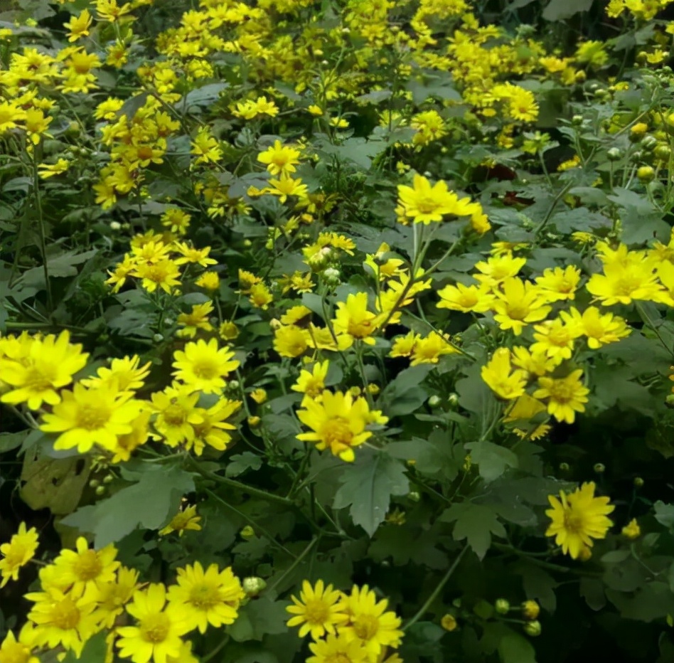 酷似菊花，常长在路边，若遇到拿袋装，泡茶喝清香扑鼻，1斤25元