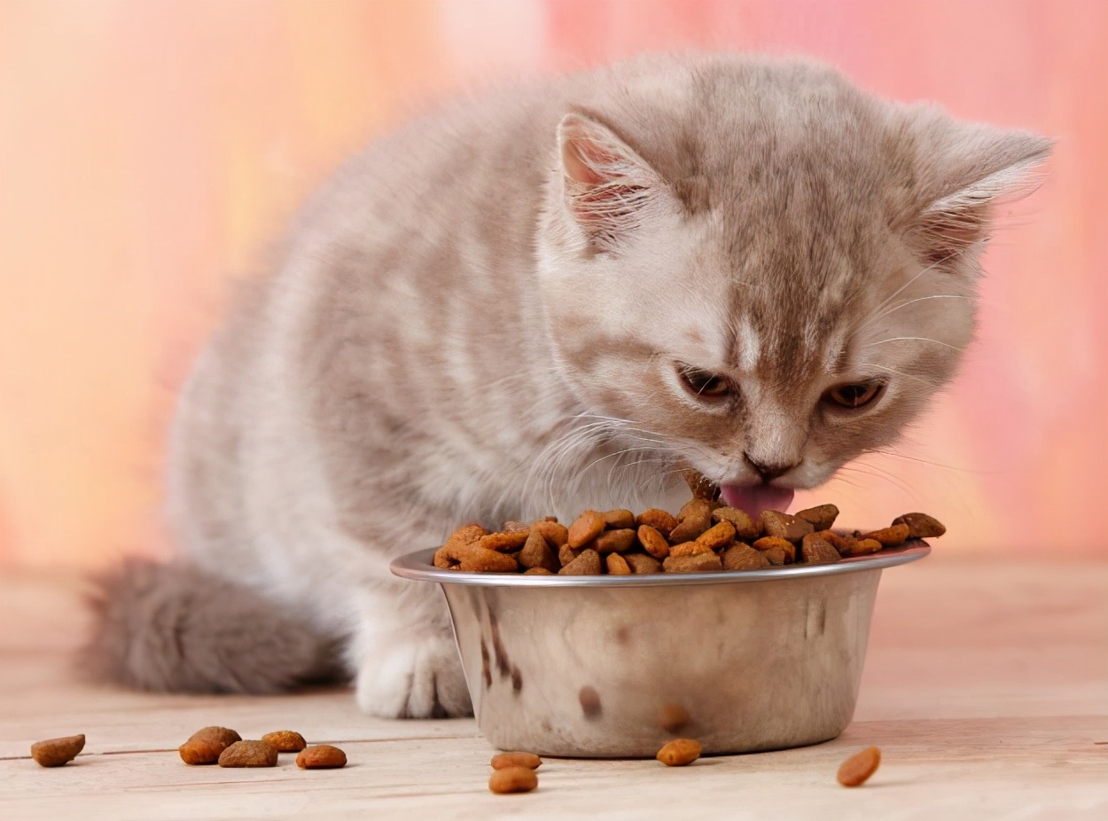 幼猫、成猫一天要吃多少猫粮？