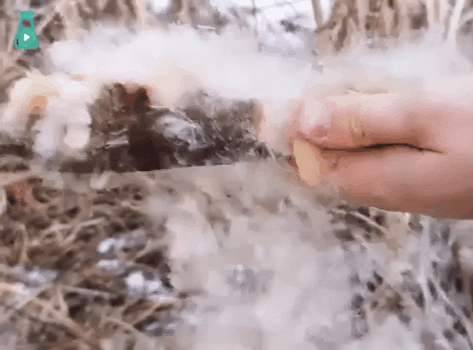 茼麻图片及功效作用（小时候常吃的9种野果子）