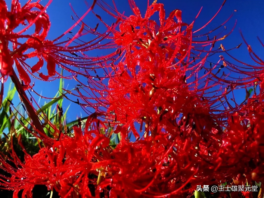 曾经火遍校园的彼岸花，你还记得吗？