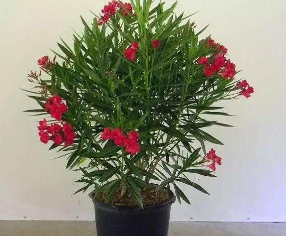 春夏养殖夹竹桃,盆栽注意"5个地方",花开艳丽,阵阵飘香