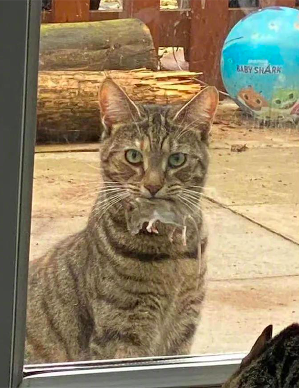 猫咪叼着东西在门外叫唤，主人却不愿意开门：才不要你的“礼物”