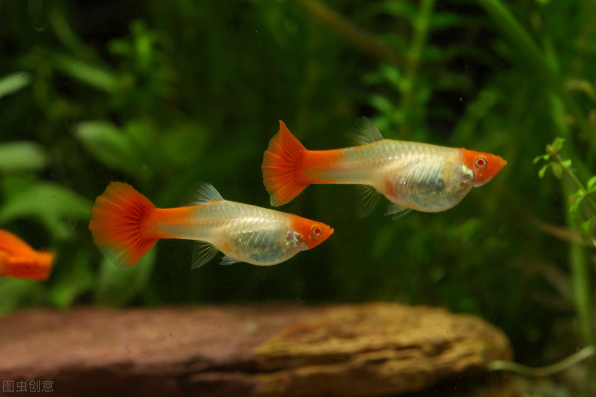 養魚的水,養魚的水怎樣才能養好水質