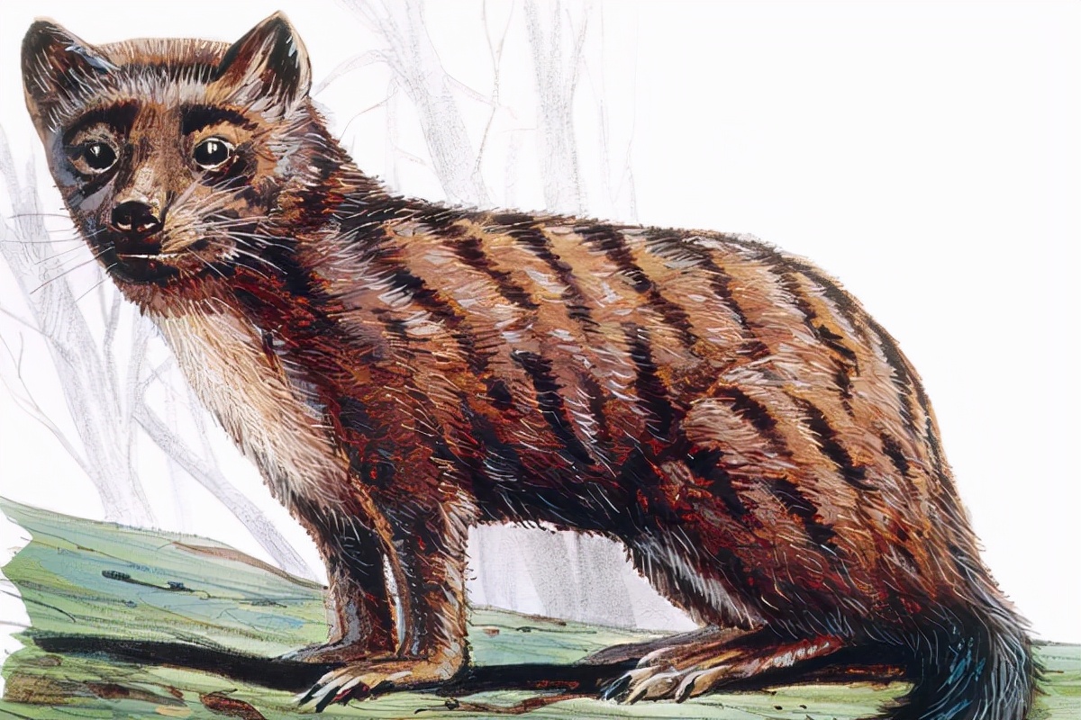 它们有一个共同的祖先,那就是古猫,这只仅一公斤大小的古猫兽在渐新世