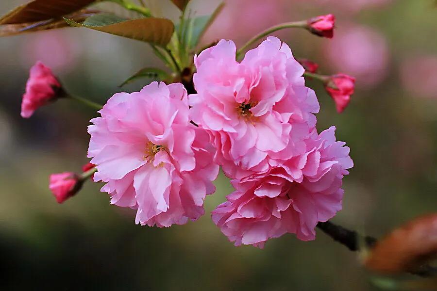 樱桃花和樱花的区别是什么（樱花和樱桃花的不同点）