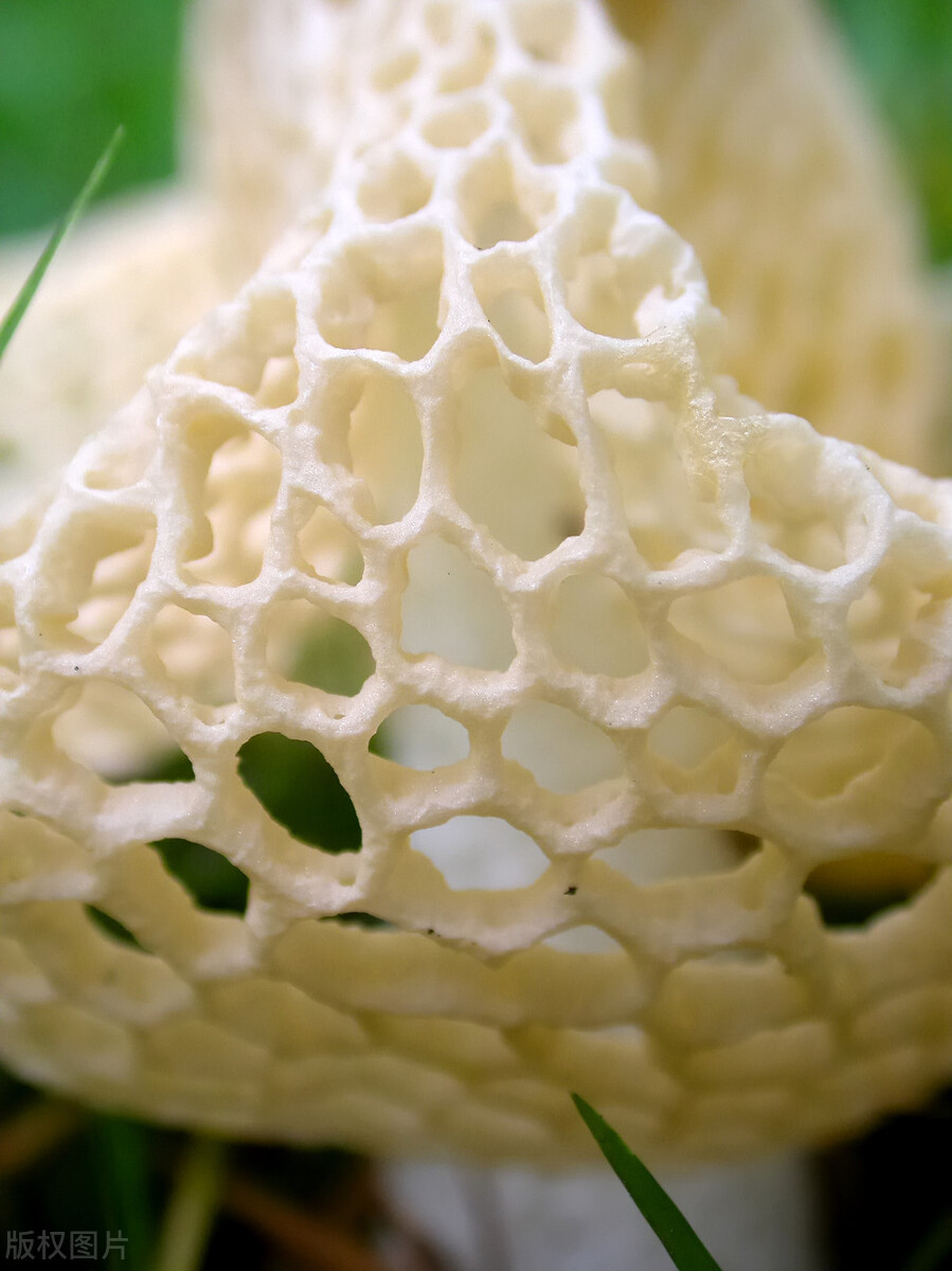 竹荪怎么处理才没有怪味？竹荪怎么洗得干净-壹健康经验