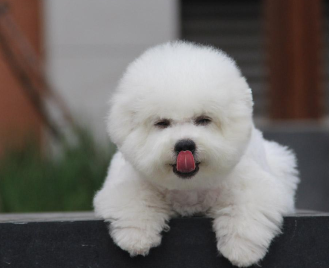 比熊犬有这几个特征,说明小日子过得不错