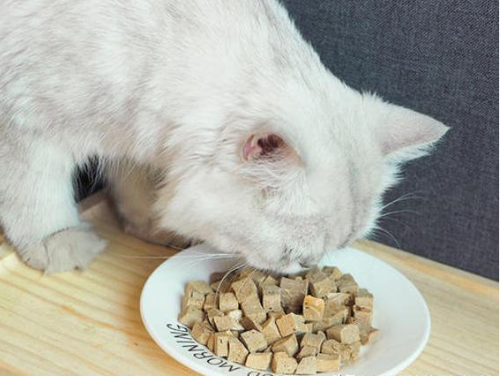 猫咪除了猫粮，最适合吃的5种“人食”，反正也不贵