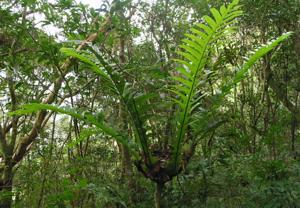 “宝藏植物”骨碎补：根块像生姜，常寄生枯树上，见到别随意采挖