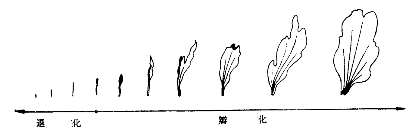 花开富贵唯牡丹，“花中藏花”的牡丹你见过吗？