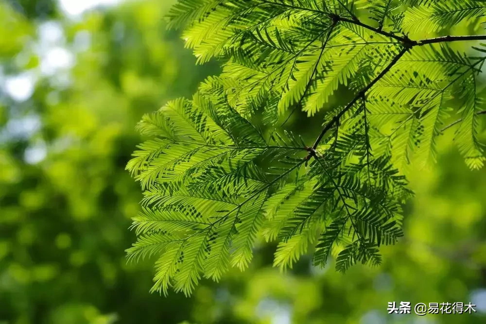 国家一级保护濒危珍稀植物:水杉