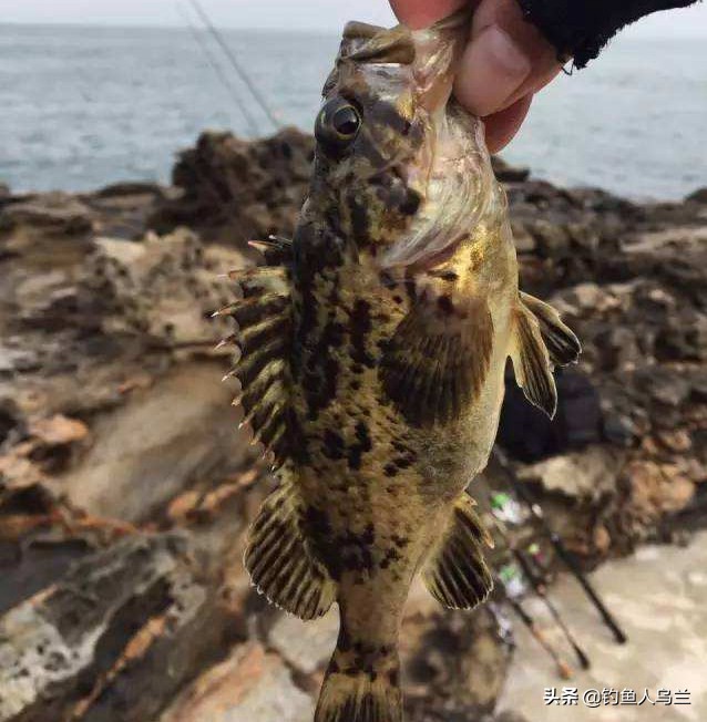 它是海里的 坐地户 详解组合钓法 专攻不洄游鱼种 黑鮶鱼最有效率的钓法是什么 钓黑头鱼的经验与技巧关于最后的总结归纳