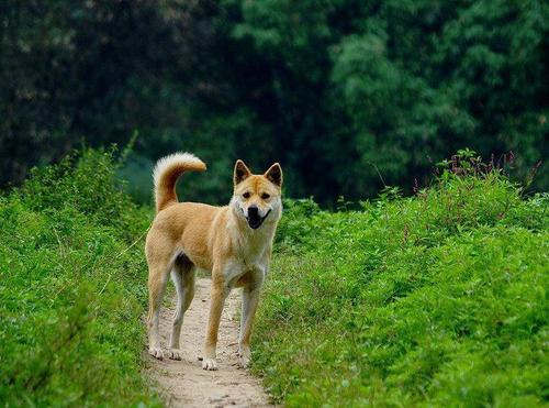 这7种狗是小偷的“克星”，中华田园犬：我居然上榜了