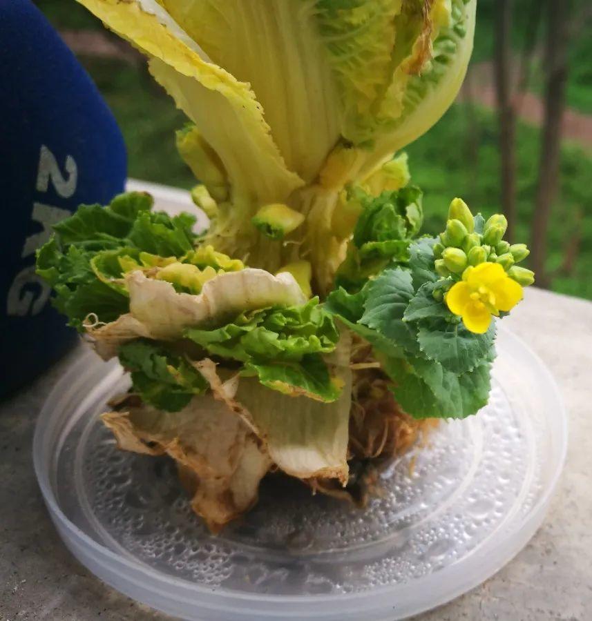 15种花很耐养,掰个叉做水培,发芽开花都可以!