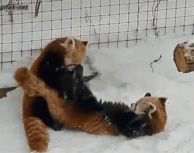 小熊猫：我不是大熊猫的宝宝，也不是干脆面，我是独一无二的