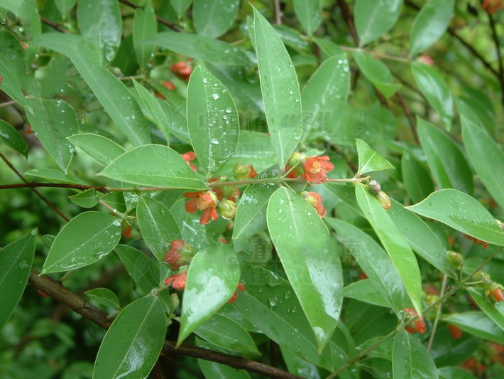 黃牛木圖片(黃牛茶) - 赤虎壹號