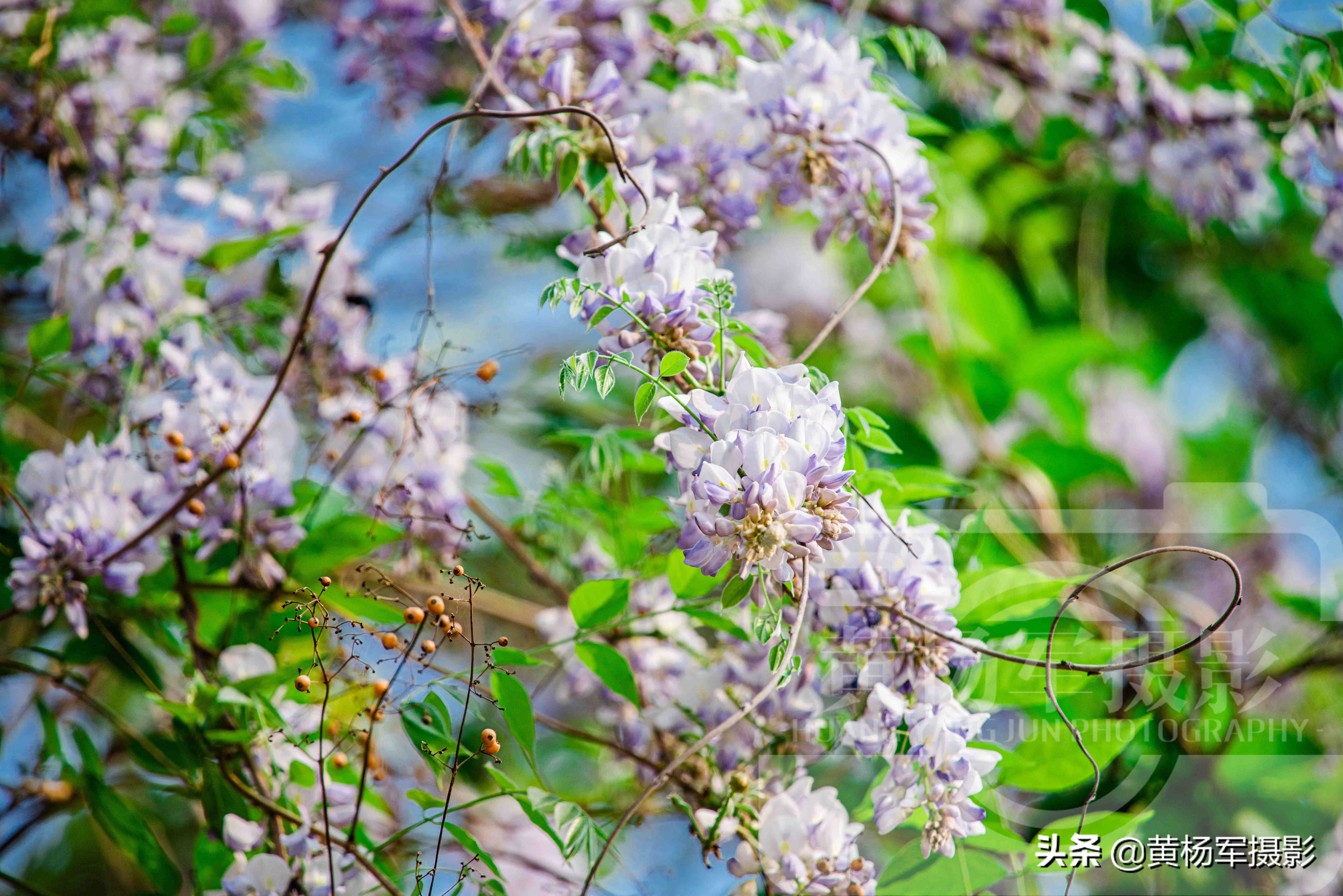 春天里盛开的紫藤花，淡紫色的花朵亮丽芬芳，三月春色煞是好看