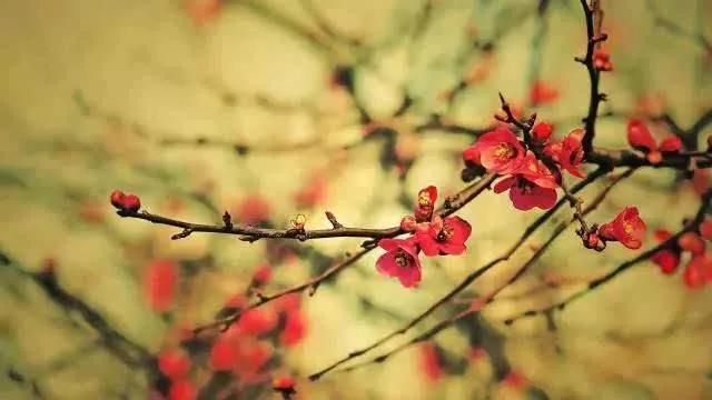 从梅兰竹菊,看人生四种状态