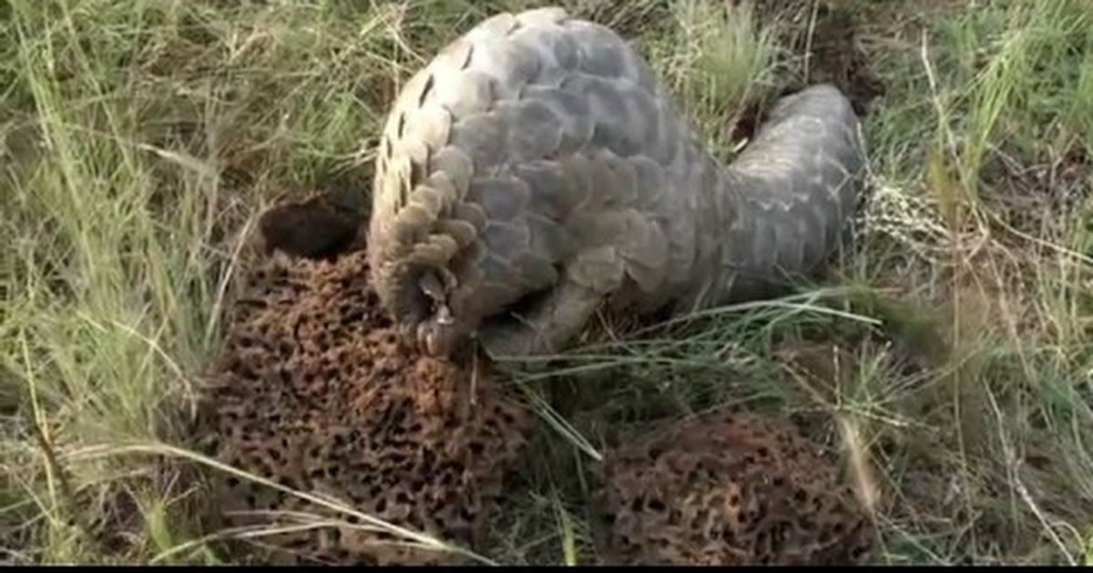 男子收购穿山甲鳞片治病，获刑3年6个月，为什么有人吃“指甲”？