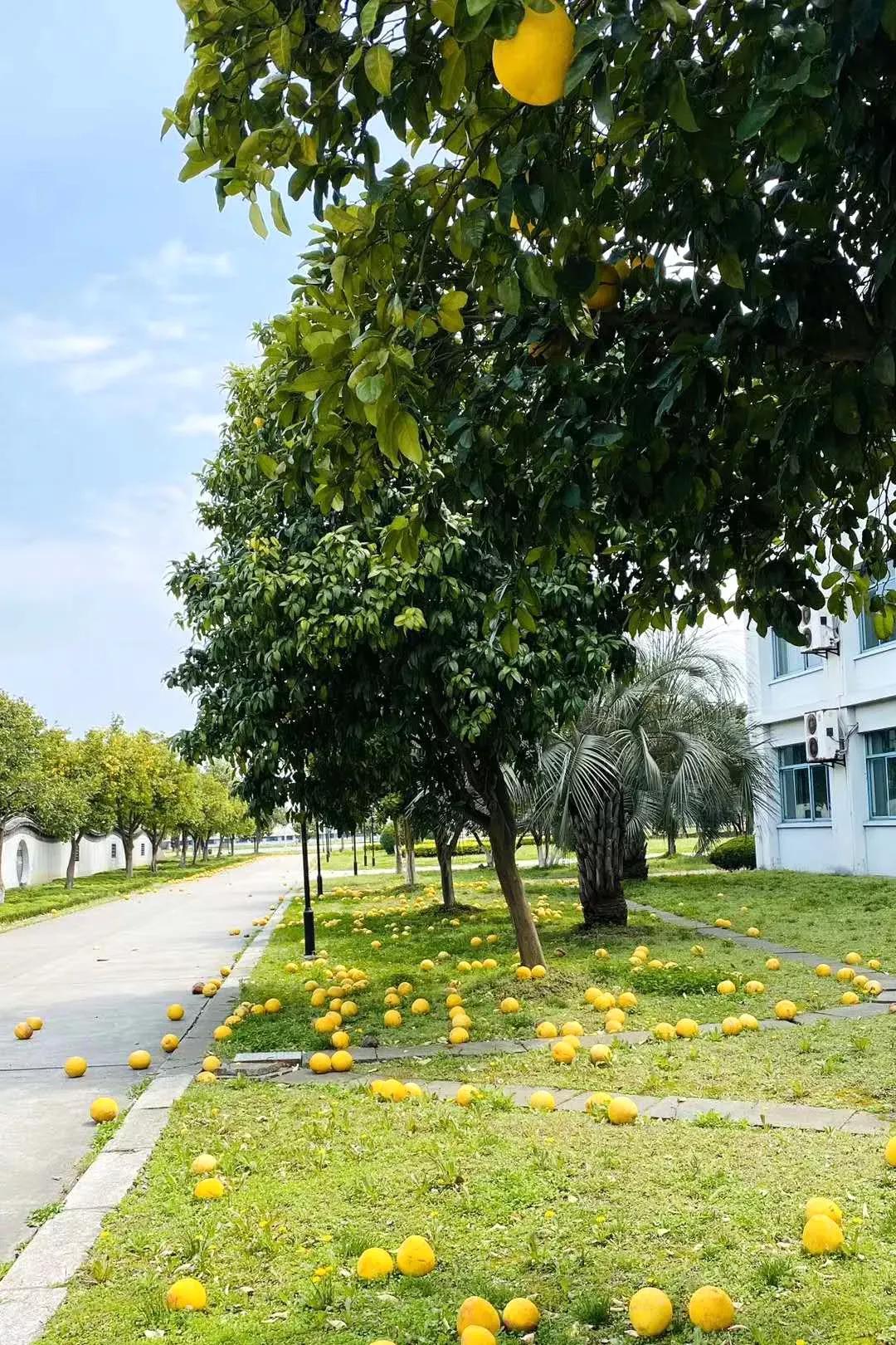 江苏省高校（六十六）苏州大学应用技术学院