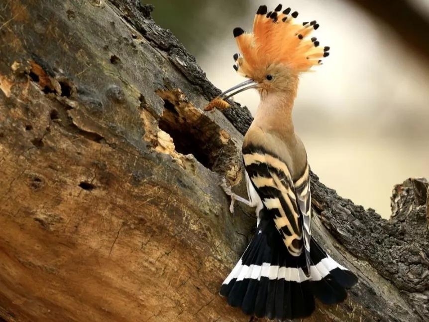 戴胜鸟为何那么臭?吃害虫是益鸟,为什么称它为"棺材鸟"?