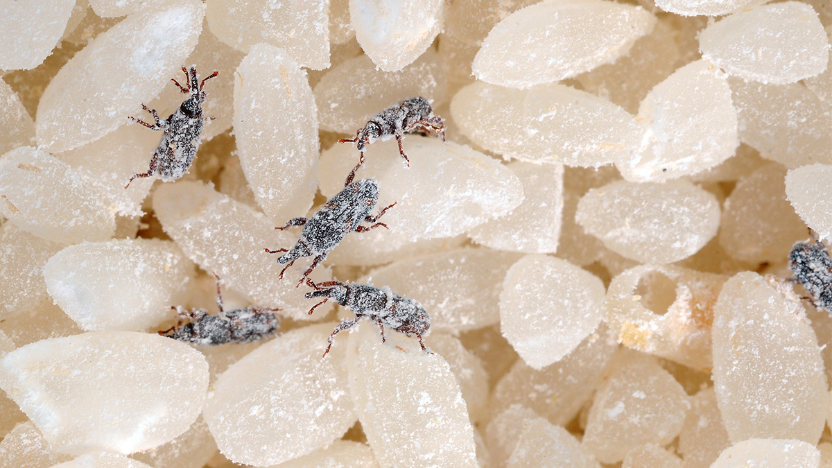 米袋里为何总是凭空出现米虫?其实刚买的大米,已有它们的虫卵