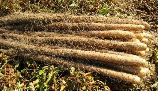 盘点山药的种植方式,老农民都不全会,你知道几种?