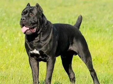 犬界中，4种黑色猛犬，被江湖人称为“犬中四煞”