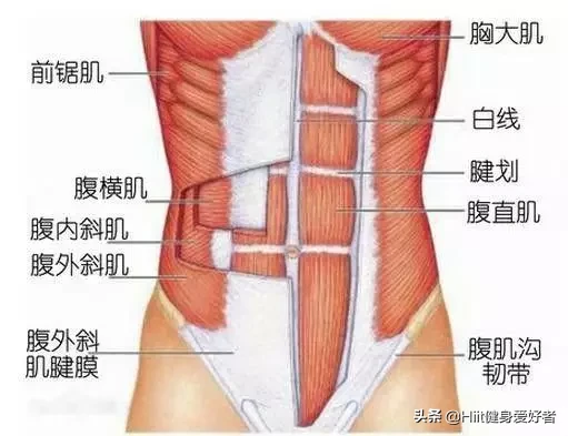 马甲线和人鱼线的区别 怎么练就马甲线和人鱼线