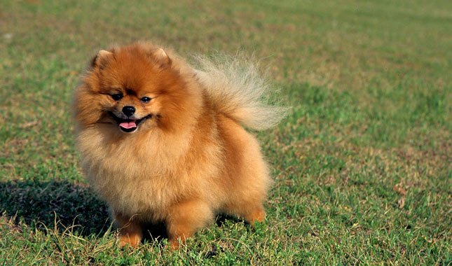 排行榜：9种最聪明的小型犬，你家狗狗在不在其中？