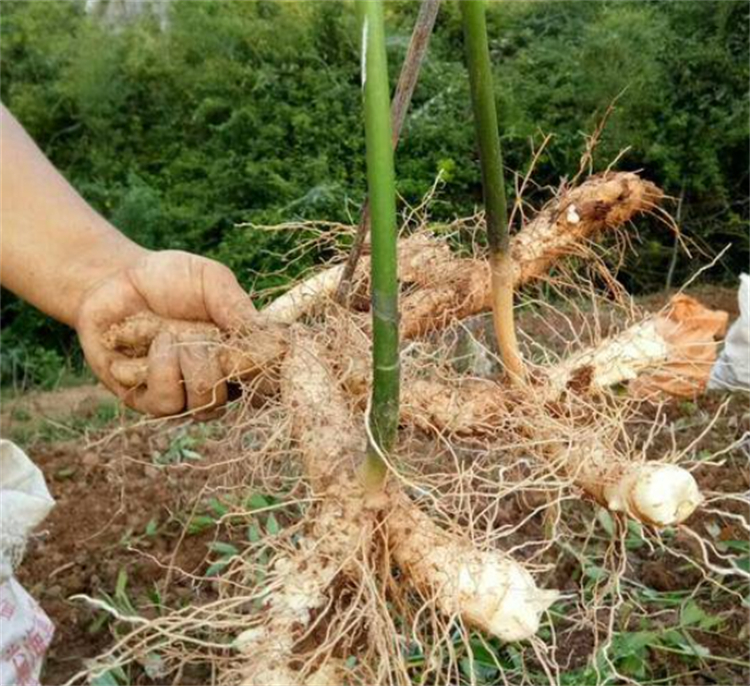 玉竹是什么 中药牡蛎的功效与作用-诚智百科网