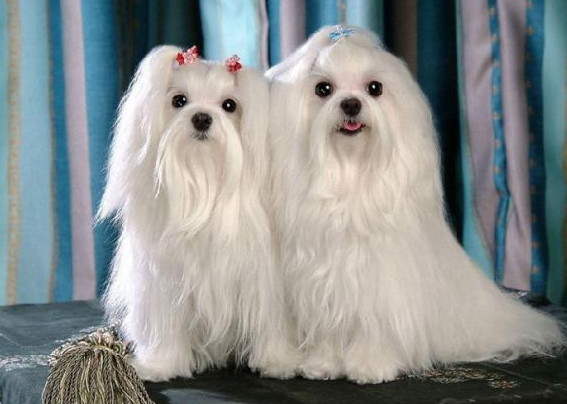 世界上颜值最高的10种狗狗,你最心仪的是哪一种?