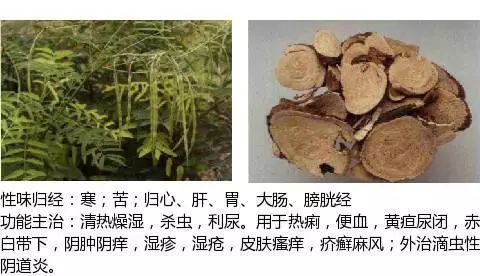 300个中草药图谱（附主治功效），知道一半就太牛了（上）