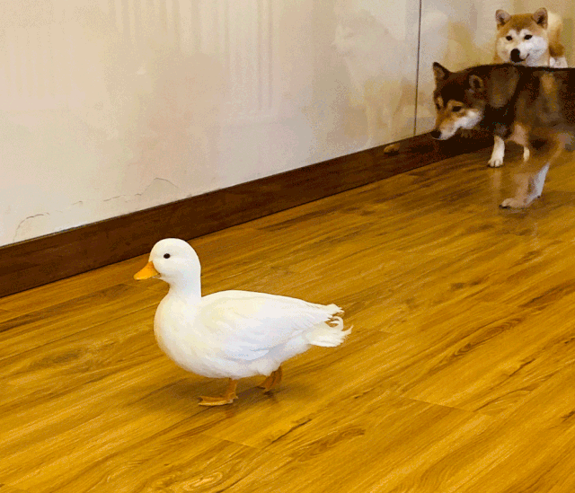 西安ktv鸭子价格(西安终于有鸭鸭了) - 价格百科