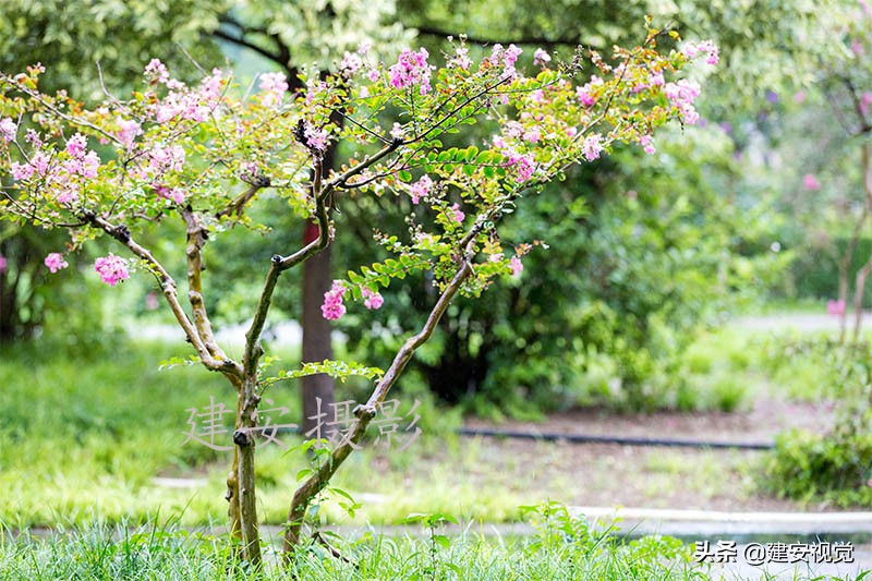 痒痒树是什么植物(痒痒树属于什么科)插图(6)