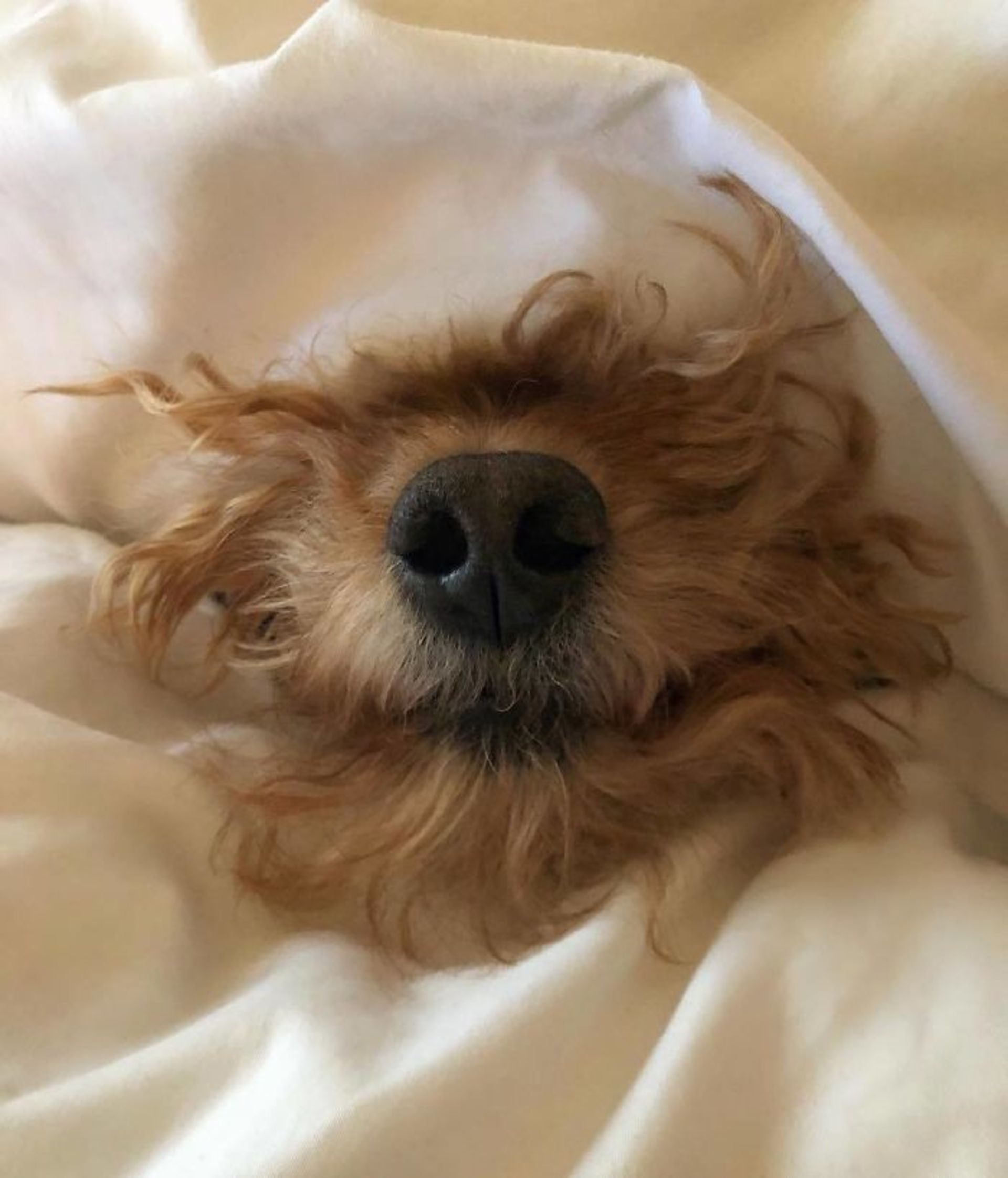 摄影 | 30张金毛卷毛狗的可爱照片