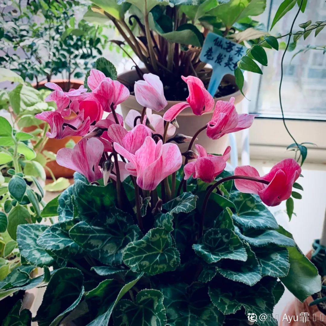 10种花,冬天喝水不能断,湿润过冬才能绿油油