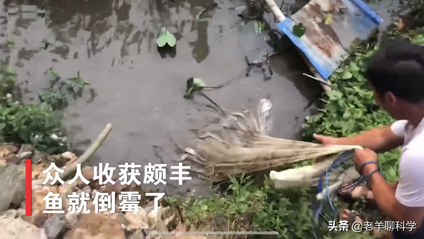 仅凭一个碗就能得一网鱼！广西男子如何做到的？笨鱼因何被声音坑