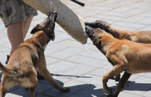 马犬的6大缺点，网友：就算想养也不敢养啊