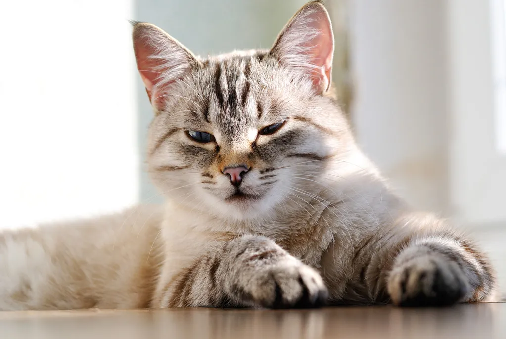 猫咪经常流泪是什么原因引起的?常见的猫咪眼部疾病有哪些?