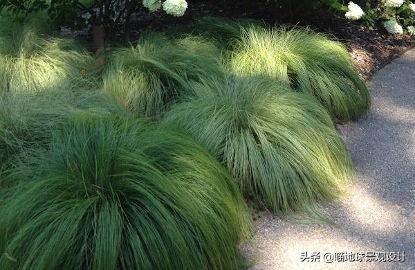 毛冠草日本血草矢羽芒兔尾草細葉芒香茅風知草箱根草銀邊草紫穗狼尾草