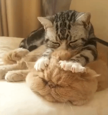 真的会有不会踩奶的猫吗？小猫咪踩奶的7种情况，主人快来了解