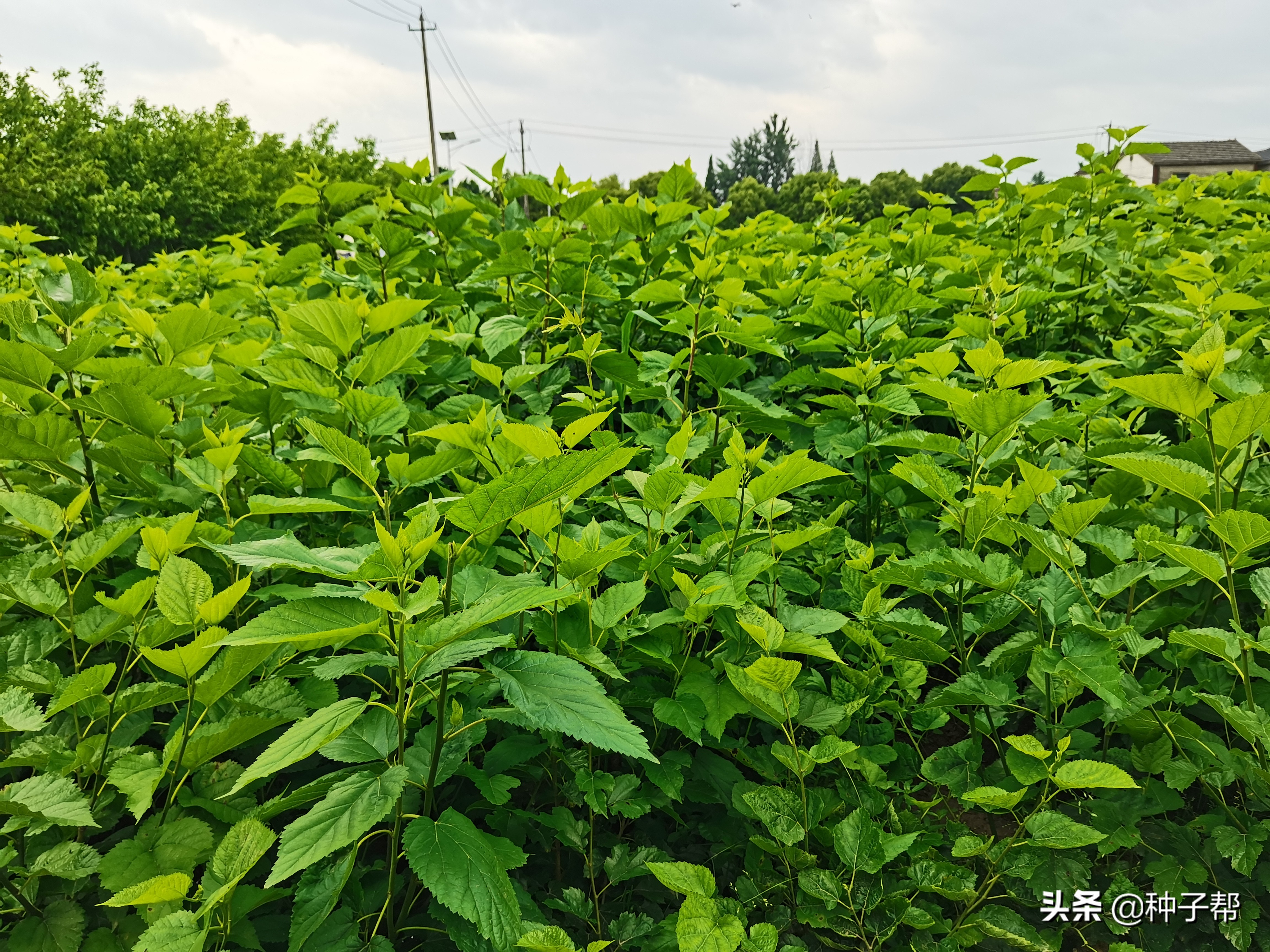 蛋白桑种植一亩多少钱（蛋白桑是骗局吗）